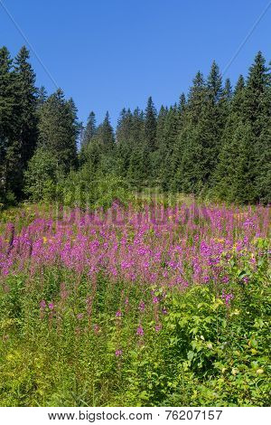 Hiking At The Arber
