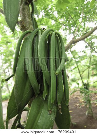 Vanilla Planifolia A Climbing Orchid