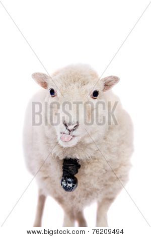 Portrait Of sheep in christmas hat On White