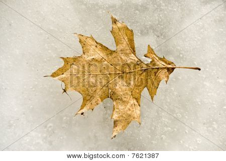 Hoja de roble antigua