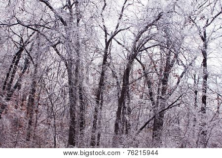 Trees under the weight of winter ice 