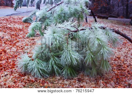 Pine trees under heavy ice 