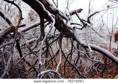 Trees under the weight of winter ice 