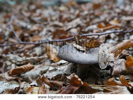 Rufous Milkcap, Lactarius rufus mushroom