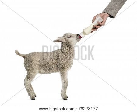 Lamb suckling a bibber (8 weeks old) isolated on white