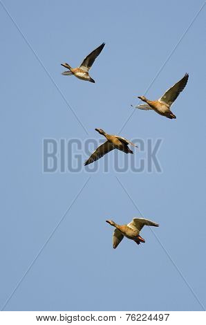 Four Ducks Flying In A Blue Sky