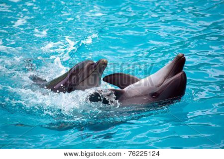 Two dolphins close up.
