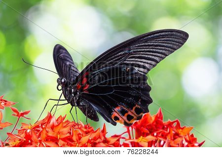 Great Mormon Butterfly