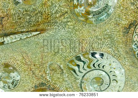 Ammonite Prehistoric Fossil