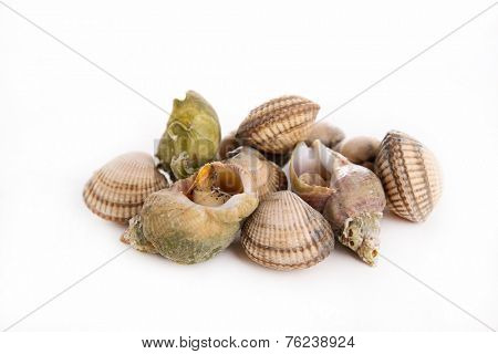 whelk and shellfish