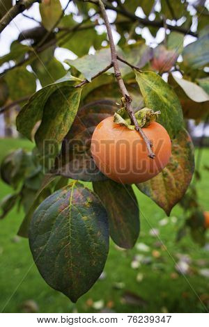 Persimmon- Kaki