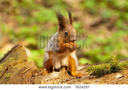 Küçük sincap fındık yemek
