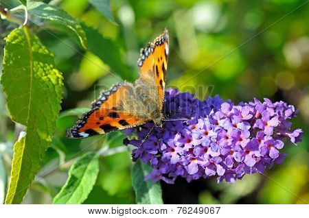 Tortoiseshell butterfly on Buddleja.
