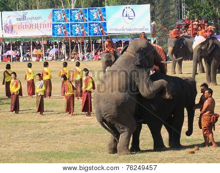 elephant have sex while wait to show in Surin Elephant Round-up 2014