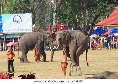 Elephant standing on the chair