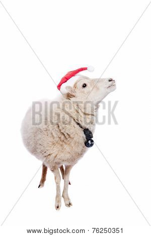Portrait Of sheep in christmas hat On White