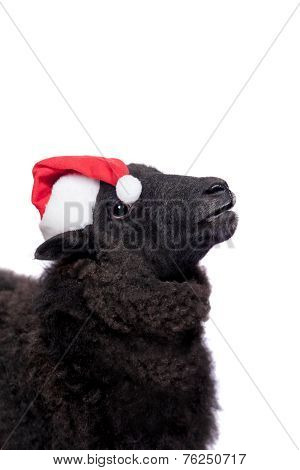 Portrait Of sheep in christmas hat On White