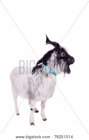 Gray dvarf goat on white