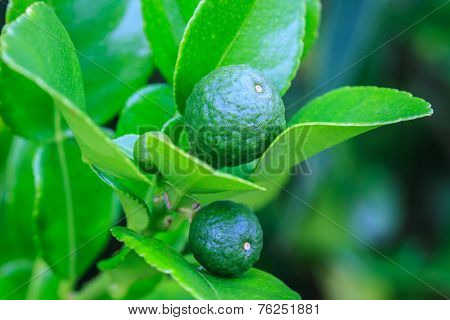 Bergamot On Tree