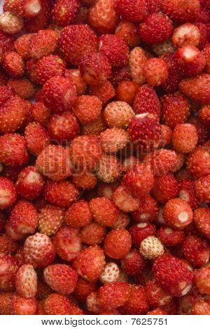 Wilde Erdbeeren Hintergrund