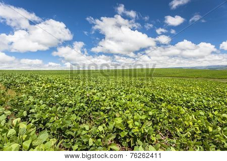Farming Crops Mountains Summer