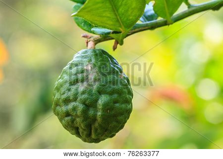 Bergamot On Tree