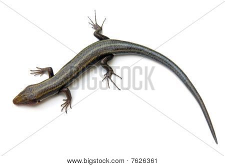 Breite headed skink
