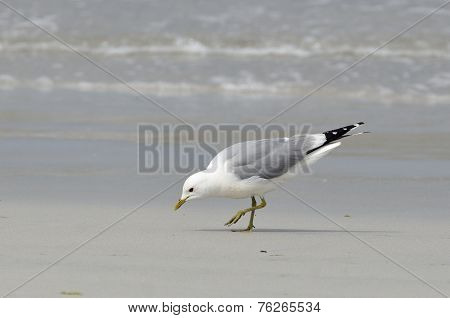 Common Gull