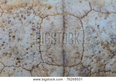 Texture Of Turtle Carapace