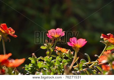 Delosperma  a Succulent Garden Plant