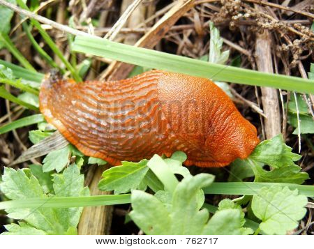 Snigel ta en promenad