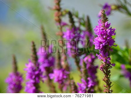 Purple Loosestrife Wild Flower Spikes