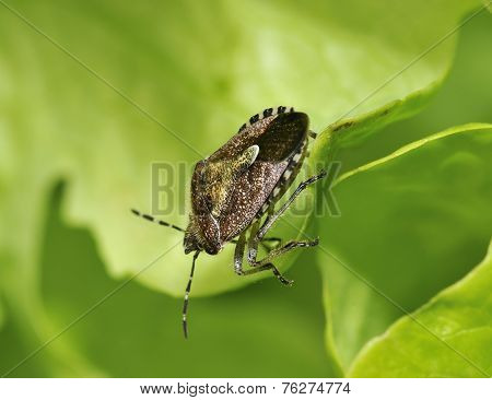 Hairy Shieldbug Or Sloe Bug