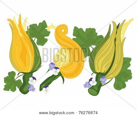 Courgette Flower