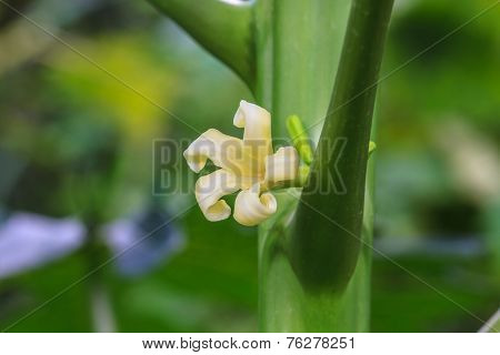 Papaya Tree With Flowers