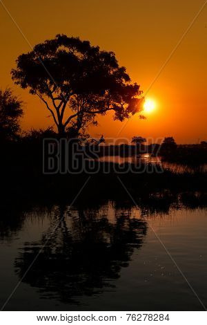 African landscape with an tree reflected in water at sunset, Kwando river, Namibia