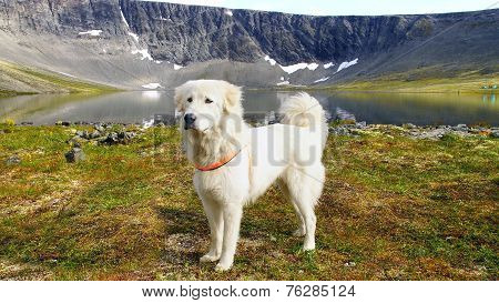 Anatolian shepherd dog.