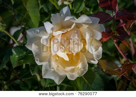 Rose of Zen garden