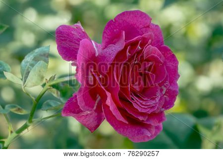 Rose of Zen garden