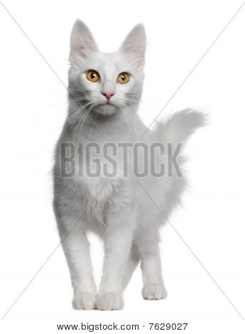 Angora turc (18 mois vieux)