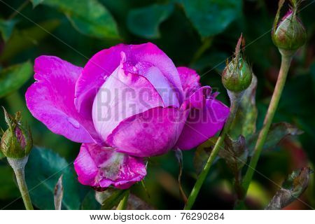 Rose of Zen garden