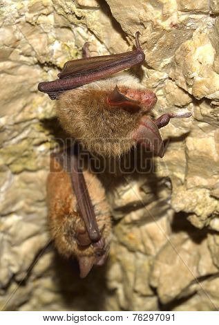 Bechstein's bat (Myotis bechsteinii)