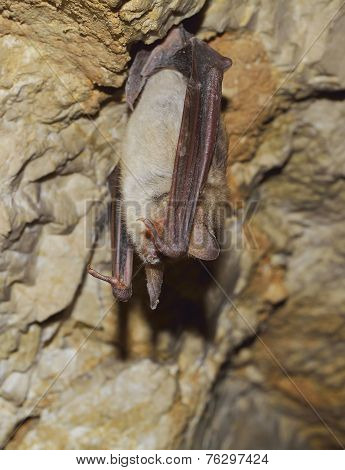 Greater mouse-eared bat ( Myotis myotis)