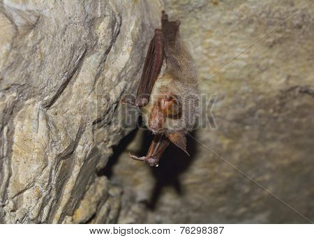 Greater mouse-eared bat ( Myotis myotis)
