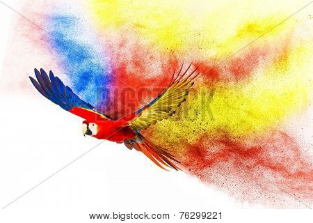 Colourful flying parrot isolated on white 