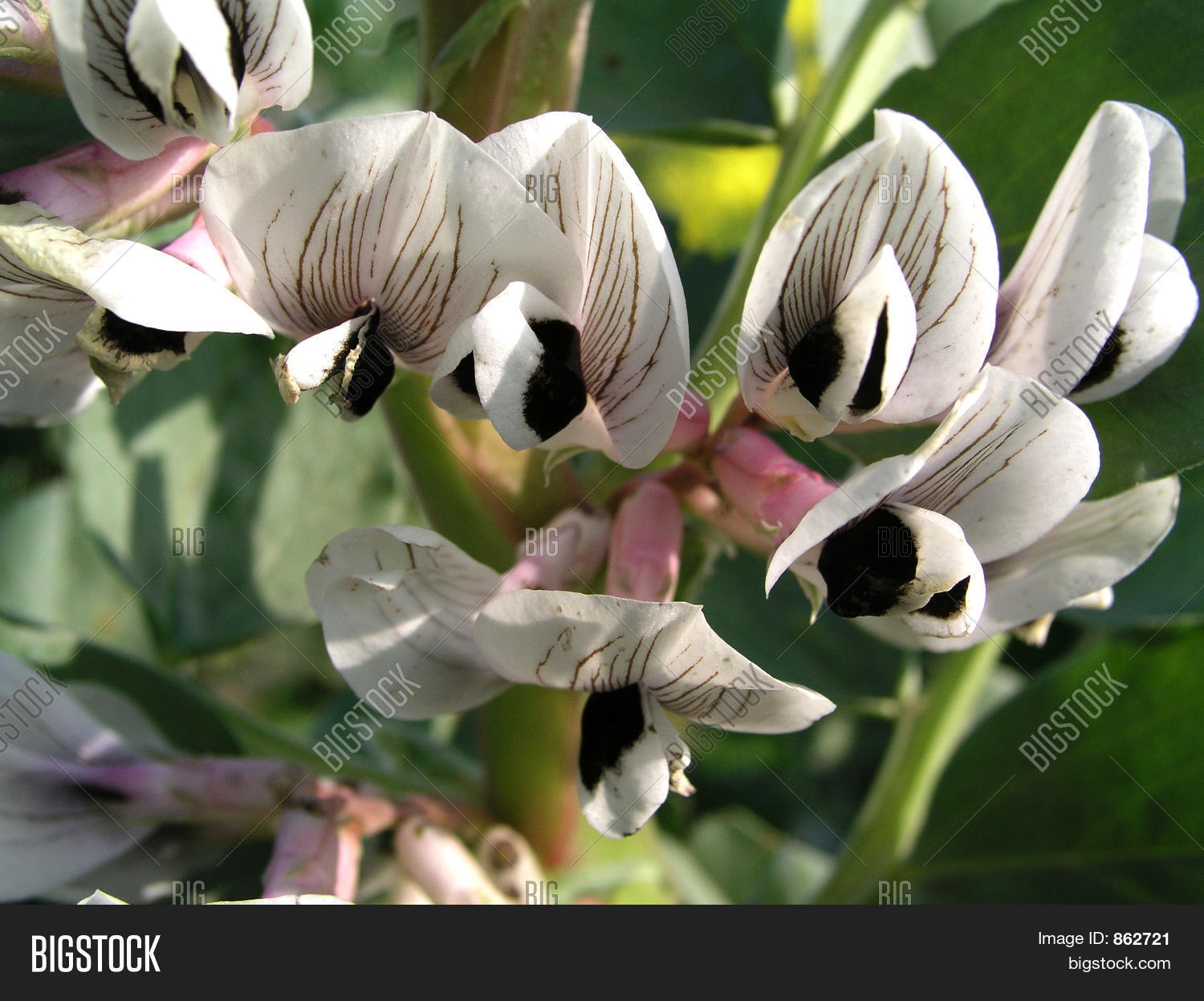 Broad Bean Flower 2 Image & Photo (Free Trial) Bigstock