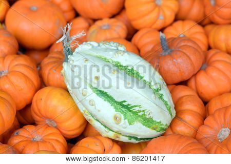Pumpkin Patch