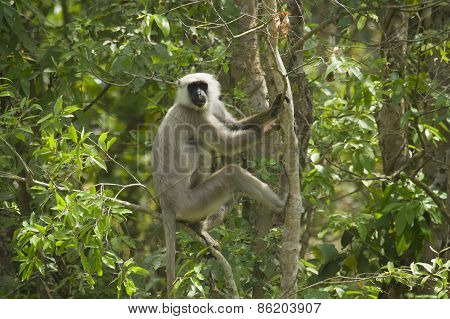 Hanuman Langur In Bardia, Nepal