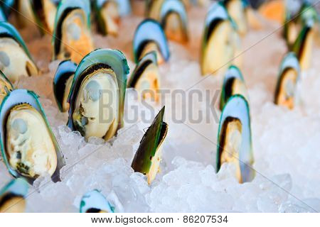 Mussels
