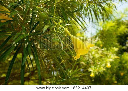 Spring Flowers